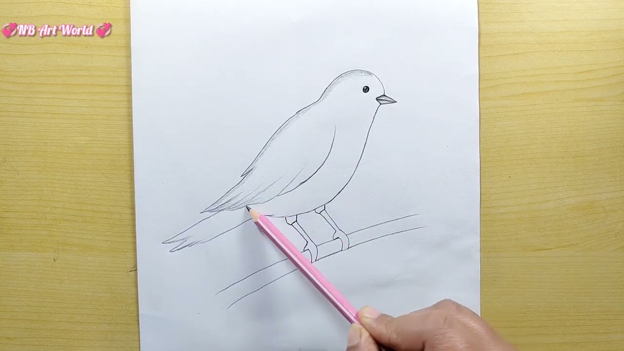 Bird Drawing Easy and Simple / How to Draw a Bird 
