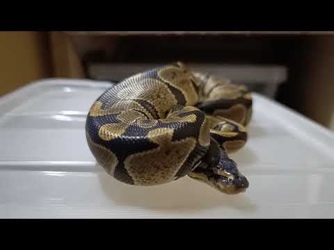 Normal Female Ball Python | POV Close-Up Showcase