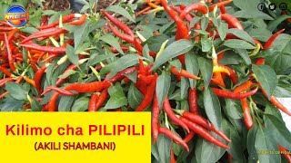 Kilimo cha Pilipili (REQUIREMENTS FOR SUCCESSFUL PEPPER FARMING IN KENYA) || AKILI SHAMBANI