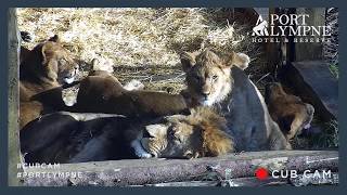 Lion Cub Cam Highlight | Adras Or Male Lion Gets A Cute Awakening!