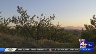 Temperature Teeter - Totter Kills Entire Peach Harvest For Orchards In Northern Utah