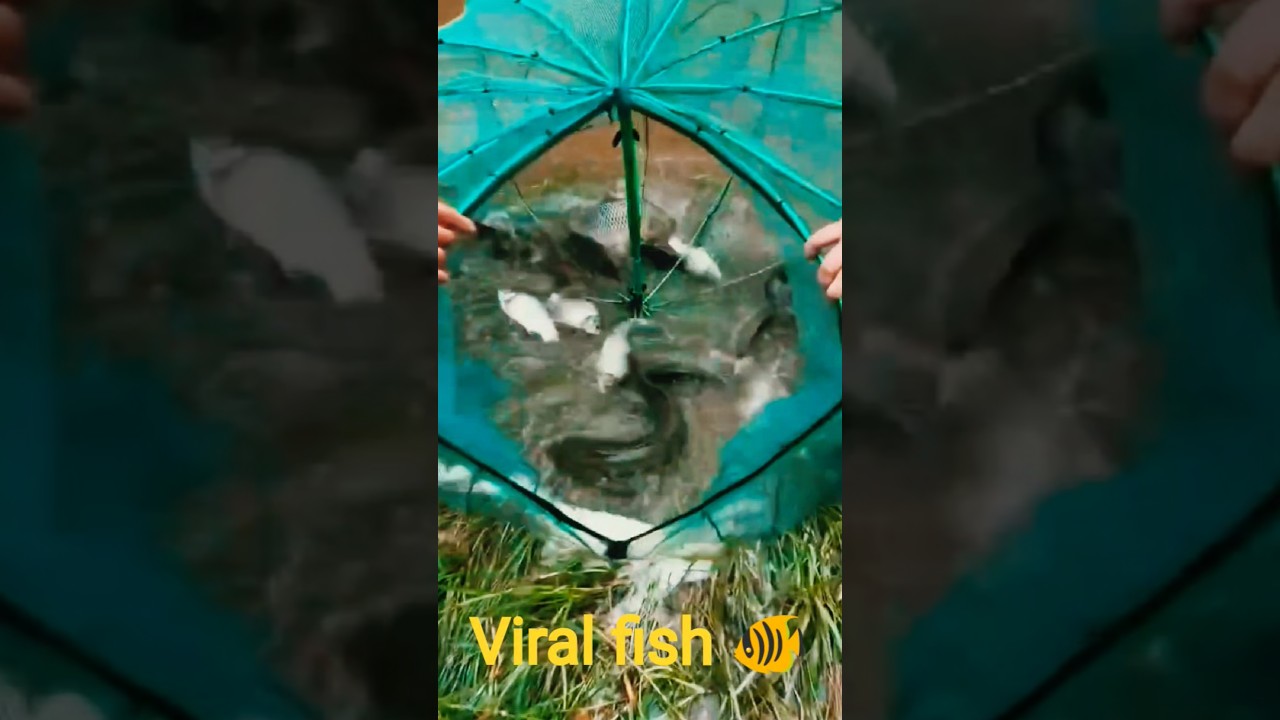 viral fish 🐟 video 
