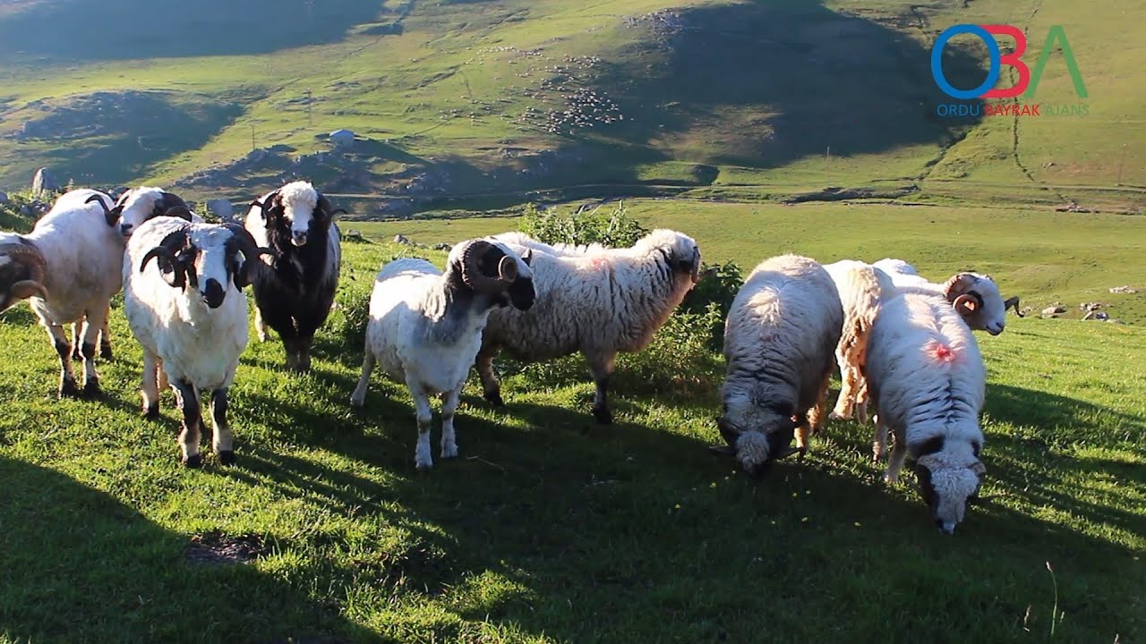 KOYUN ÇOBANLARI  ÇAMBAŞI YAYLASINDA-  Ahmet Bayrak -ORDU /OBA TV