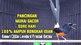 Download Lagu TEMBAKAN PANJANG MURAI BATU SORE HARI ISIAN KENARI CILILIN LOVEBIRD PRENJAK BETINA 100% NYAUT MP3