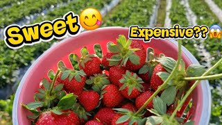 Mahal Ba? At Strawberry Farm 700Php For 1Kg