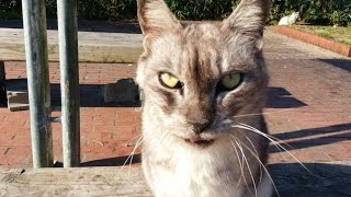 【野良猫】足元でスリスリ、膝に何度も頭突き攻撃をしてくる野良猫ちゃん【地域猫】