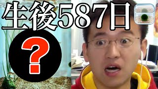 起動率 以上 まりも の開発者に聞く 長寿アプリの人気の秘訣と個人開発の極意とは Fluct Magazine