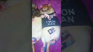 Two Rats Wearing Chef Costumes Laying On Their Backs While Reading