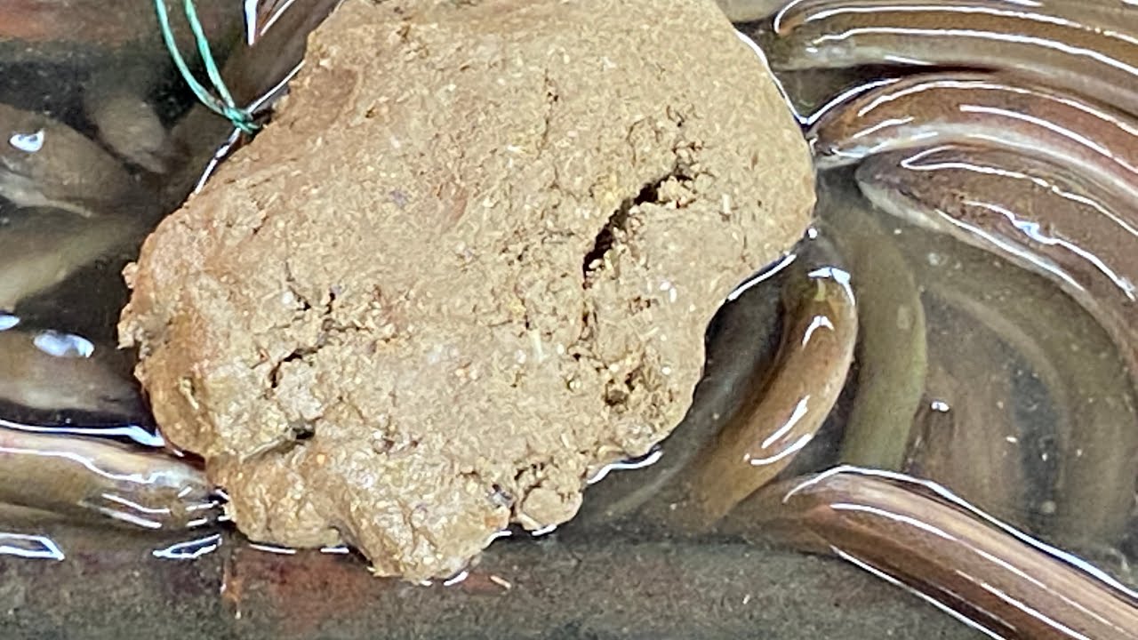 thuc an cho  2022  Công thức phối trộn thức ăn cho lươn đồng mẫu lớn và vàng đẹp. Bán lươn giống. Zalo: 0941 628 036