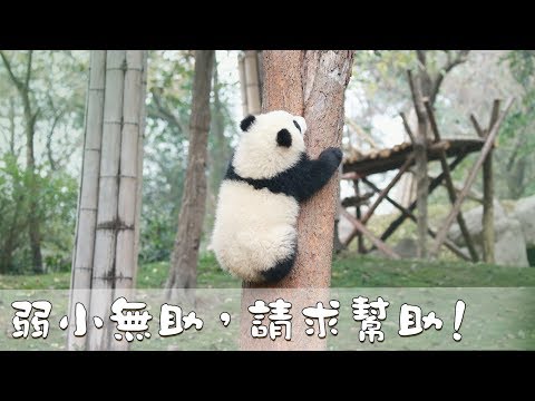 《熊貓早晚安》弱小無助，請求幫助！ | iPanda熊貓頻道