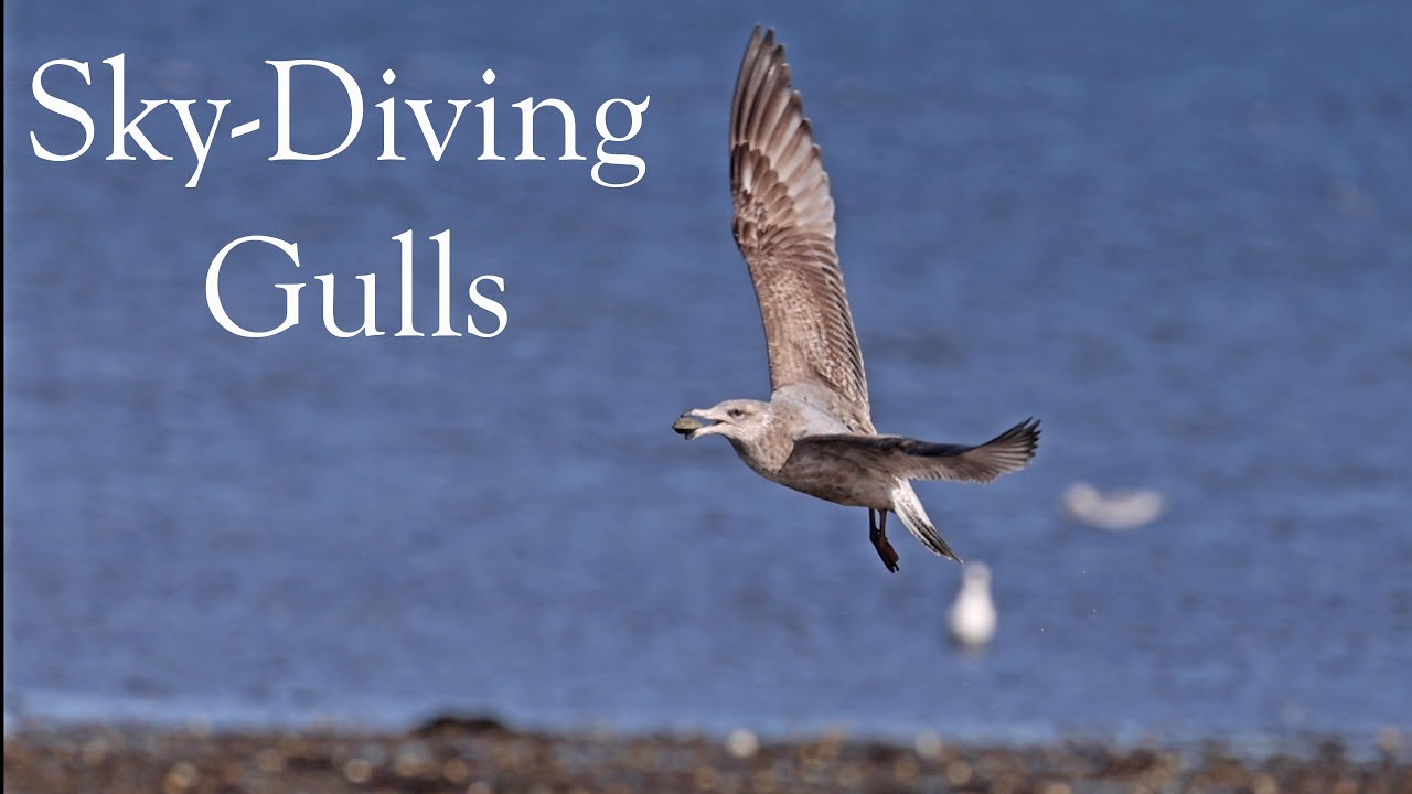 Seagulls dropping clams for a meal - YouTube