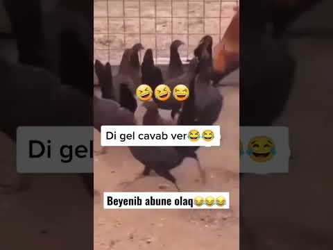 Xoruz Cennete düşerse 😂😂😂#prikollar #приколы #gulmeli #heyvanlar #prikol #videolar (@BakuSmiles)