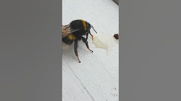 Откармливаем шмеля мёдом  / Bumblebee eats honey 🍯