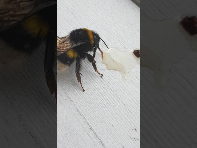 Откармливаем шмеля мёдом / Bumblebee eats honey 🍯