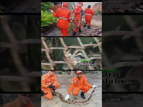 Jiboia de mais de dois metros é encontrada em residência na zona norte de Aracaju