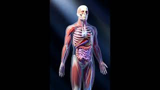 Explore the dynamic movement inside Your Body | Anatomy of internal organs | body science Motions