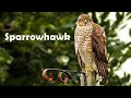 Sparrowhawk - Sparrowhawks Hunting in Cornwall