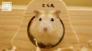 NEW とら丸の木のおうち。【ジャンガリアンハムスター】/Hamster Toramaru's NEW wooden house.