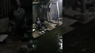 Mancing cuy