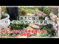 【ガーデニング】【ローメンテナンスの夏のお花】夏花壇で目を引くローメンテナンスのお花🌸小径に暑さに強くオシャレなお花を植えました♪