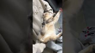 #cat #cattraining #cute #catvideos #catskills