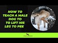 How to Teach a Male Dog to Lift His Leg to Pee