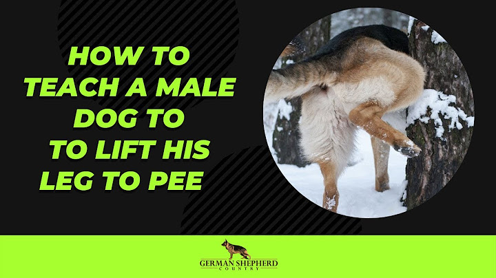 You can t run with the big dogs if you pee like a puppy