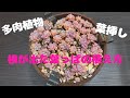 【多肉植物】葉挿しの方法〜根が出た葉っぱの植え方〜