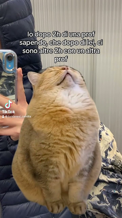 Tik tok : fontanesi_camilla https://vm.tiktok.com/ZGJEdLaej/