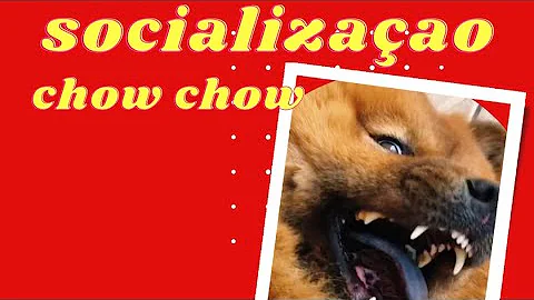 Como socializar Chow Chow com outro cachorro?