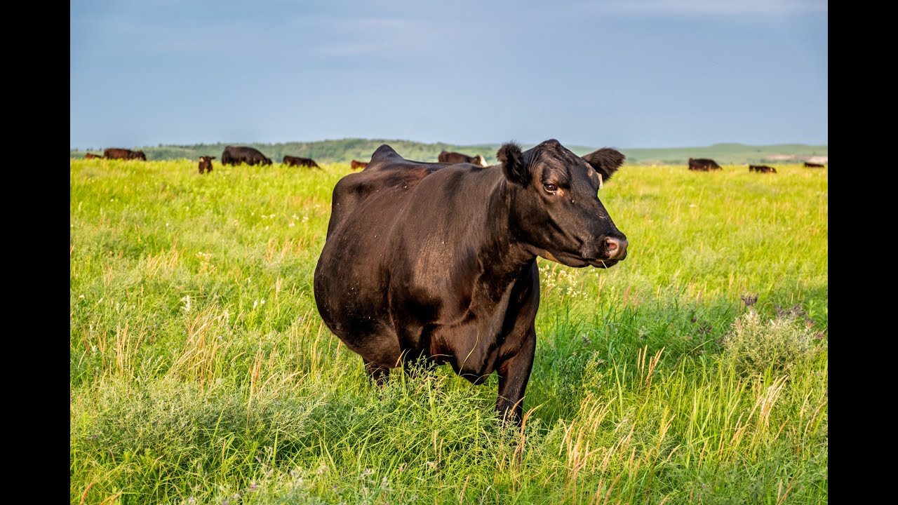 2024 ESAP Region 7 Winner - Downey Ranch