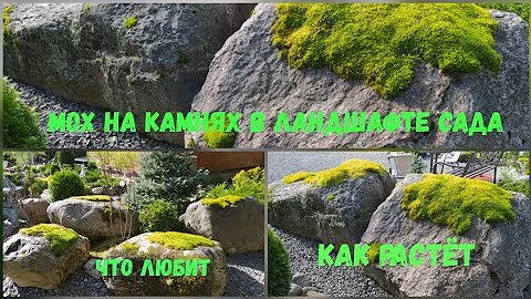 Мох на камнях в ландшафте сада.Что любит.Как растёт.
