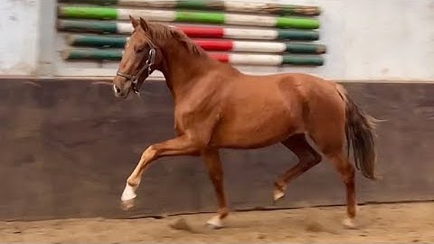 Turbo EVL (Edmundo x Vaandrager HBC) 2023 KWPN filly 