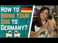 How to Bring Your Dog to Germany | American in Germany