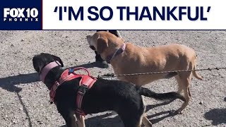 Dogs stick together for days while being lost in the desert | FOX 10 Phoenix