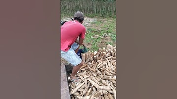 petani singkong berharap harga nya segera membaik #panensingkong
