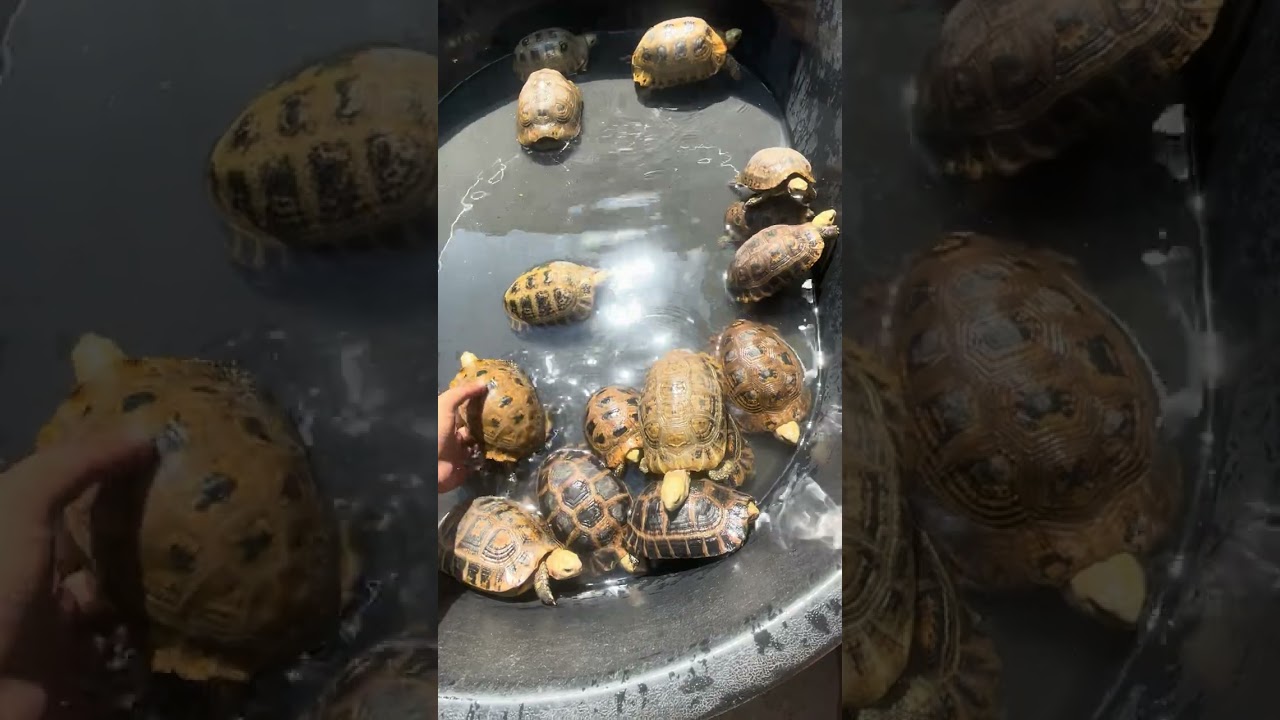 Rùa núi vàng shop 0399696601