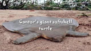 10 WEIRDEST TURTLES IN THE WORLD