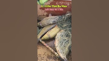 Lưới Dù Thái Ba Màn 2x100m 12cm