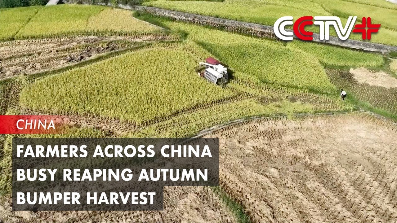 Farmers Across China Busy Reaping Autumn Bumper Harvest - YouTube