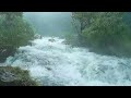 No Ads. Fall Asleep Fast with Heavy Rain, Intense Wind &amp; Thunder in Forest | ASMR Flowing Stream