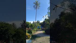 50 years old coconut trees