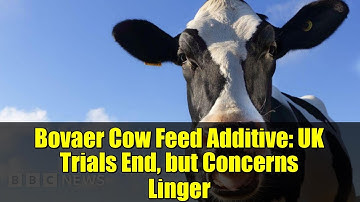 Bovaer Cow Feed Additive: UK Trials End, but Concerns Linger