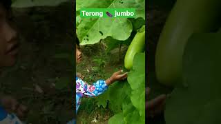 kebun terong 🍆 jumbo 🤗 #terong #petanimuda #videoshorts #viral