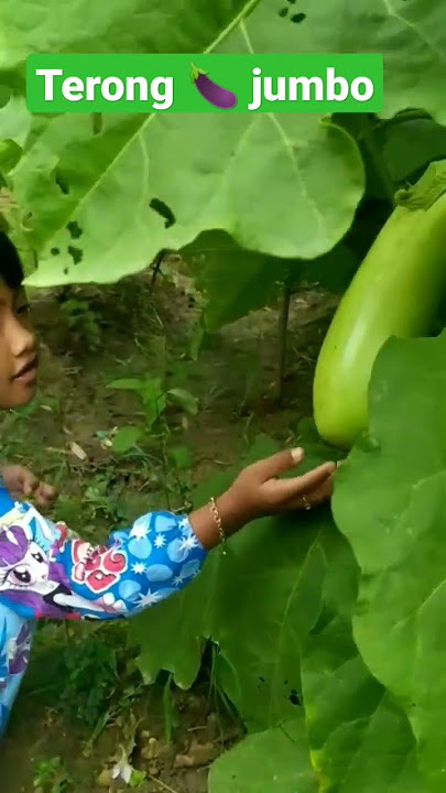 kebun terong π jumbo π€ #terong #petanimuda #videoshorts #viral