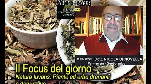 Quali sono le erbe per drenare?