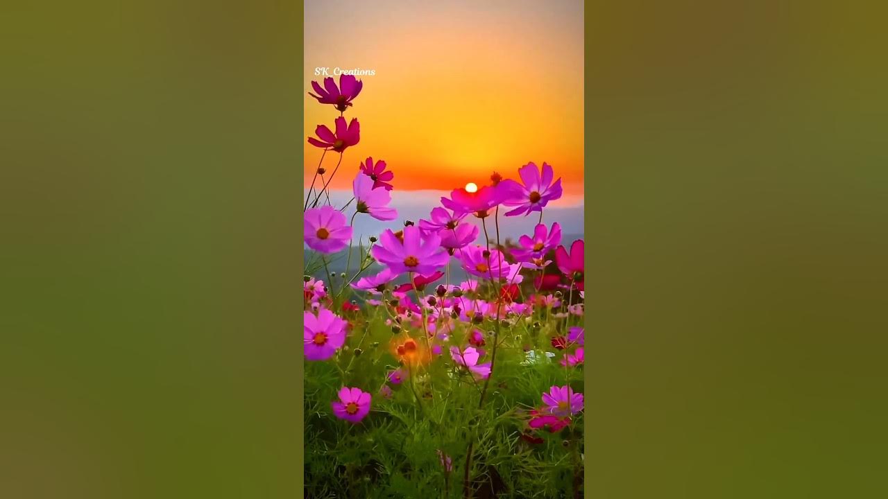 Good Evening 🥀💖🥰 WhatsApp Status || #youtube #nature #shorts #goodnight || Good Evening 🥀💖🥰 WhatsApp Status || #youtube #nature #shorts #goodnight ||