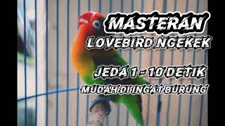 Masteran LOVEBIRD ngekek suara jernih jeda