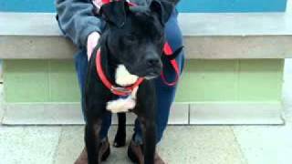 Jayson-Available At The Humane Society Of Missouri