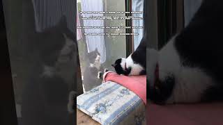 Funny😂 to tears🤣and cute😍 videos with cats🐈 and dogs🐕.#animals #shorts by Funny APV 789 views 2 months ago 1 minute, 2 seconds